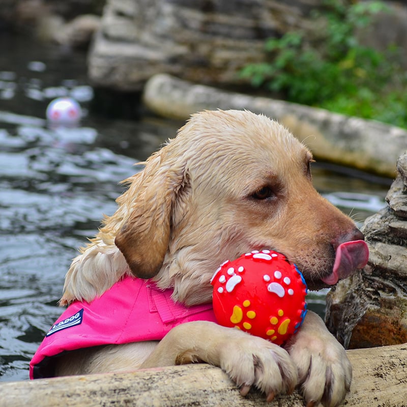 🐕 Playful Yet Powerful – The Best of Both Worlds!