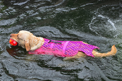 🐕 Playful Yet Powerful – The Best of Both Worlds!